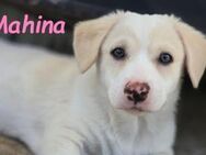Mahina will in die große Welt 01/25 - Ruppertsecken
