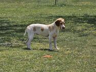 DUNA ❤️ liebevolle Pointer Mix Dame - Kissing