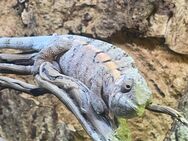 Pantherchamäleon Furcifer Pardalis (weiblich) mit/ohne Regenwaldterrarium - Magdeburg