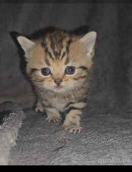 Reinrassige BKH-Babykatzen - Hilter (Teutoburger Wald)