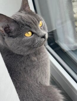 BKH Hauskatze - Siegburg