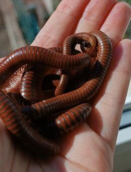 Spirostreptus spec. 1 "Tansania" - Dortmund Gartenstadt