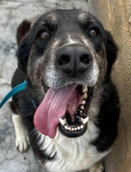Sombra - für einen Wachhund viel zu lieb - Laatzen