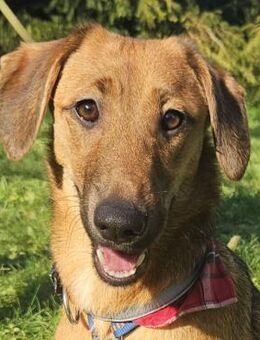 Doroteja - Lustiges Welpenmädchen - Obertshausen