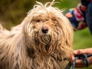 Happydog - Marsberg