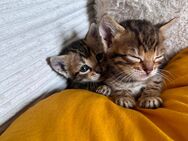 Bengal Mix Kitten 2 Männchen und ein Weibchen noch da! - Oberhausen