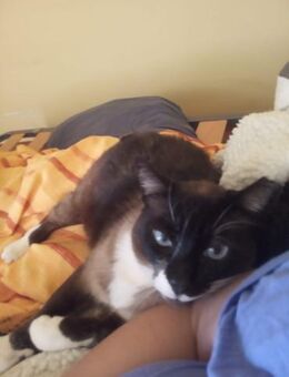 Wunderschöner Siam-Mix mit FIV - Bad Camberg