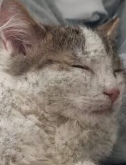 1 Jähriger Kater zu verkaufen - Germersheim
