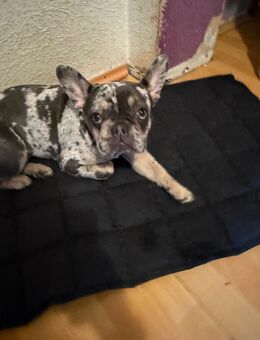 Franz.Bulldoge FLUFFY 8Monate jung - Bremen