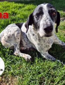 NOTFALL Luna sucht ein Zuhause - Margetshöchheim