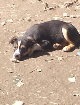 Ruby 2 - Die sanfte Kuschelprinzessin - Rambin