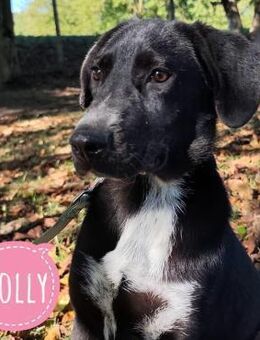 Molly braucht ein Zuhause - Flörsheim-Dalsheim