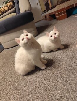 BKH Angora Kitten - Jüterbog