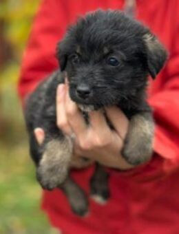 Süßer Welpenjunge Welpe 4 A - Kallmünz