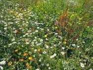 Blumenwiese mehrjährig Wildblumenwiese Wildblumensamen wildblumen Veitshöchheimer Bienenweide riesige Vielfalt an Blumenarten und Saat Wildkräutern insektenfreundlich flower insektenfreundlich Satgut SWR Treffpunkt Geschenk Sonne - Pfedelbach