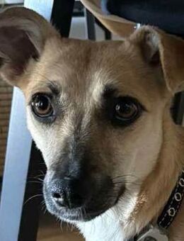 Nevas Geschichte ist eine von vielen - Dittelbrunn