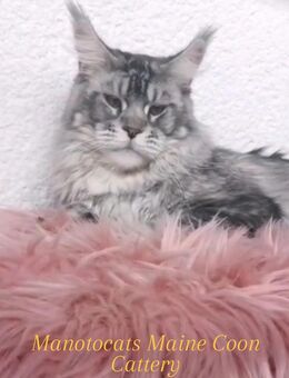 Traum Maine Coon Jung Kater Kastrat mit Stammbaum sucht... - Freiensteinau