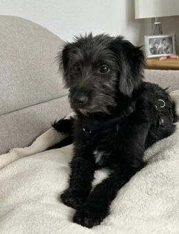 Pippin, liebes Mädchen - Lindenberg (Rheinland-Pfalz)