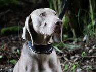 Deckrüde Weimaraner - Neuburg (Donau)