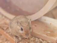 2 Wüstenrennmäuse suchen neue Liebhaber - Paderborn