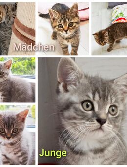 BKH Kitten - Wuppertal
