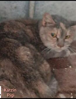 Schüchterne Pigi - dringend - Margetshöchheim