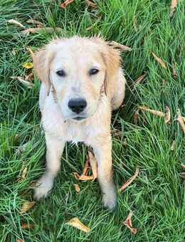 Goldenretriver Weibchen - Rheinbrohl