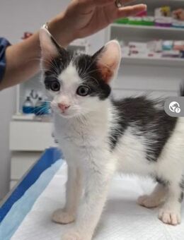 Zeus Verspieltes Kitten sucht Zuhause - Unterföhring