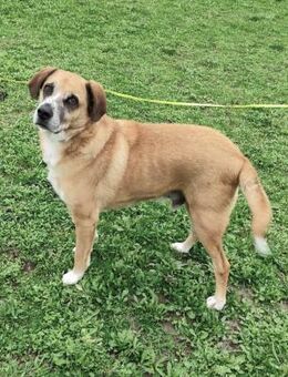 Panoulis - liebenswerter Grieche - Dingolfing