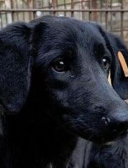 LETTY-zarte, freundliche Hündin, 50 cm - Rösrath