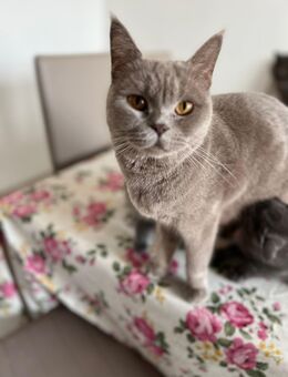 BKH Katze - Wunstorf