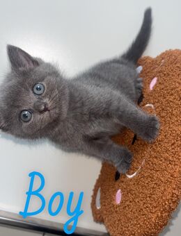 Bkh kitten abzugeben - Vechta