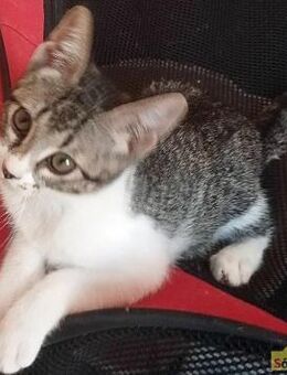 CARLA Kleine Kämpferin mit großem Herz - Bad Camberg