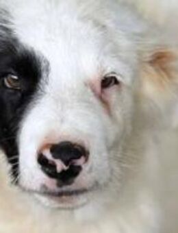 Oreo ist unsere liebe Knutschkugel - Elsdorf (Nordrhein-Westfalen)