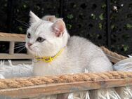 Katzenbaby Kitten BKH (Kater) - Sachsenheim