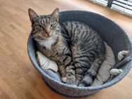 Kater sucht dringend neues Zuhause - Lübeck