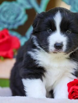 Miniature Australian Shepherd ASSISTENZHUND? aus seriöser deutscher Zucht, Ahnentafel - Frankfurt (Main) Zeilsheim