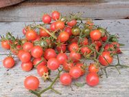 Rote Murmel, Wildtomate, Tomatensamen, Massenträger - Oldenburg