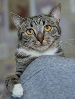 Mila und Lisa suchen Menschen mit einem grossen Herzen! - Stuttgart