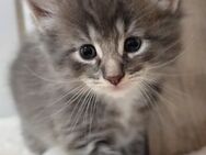 Kleine süße Kätzchen suchen eine neue Familie - Aachen