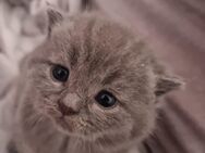 BKH Babykatze - Lahr (Schwarzwald)