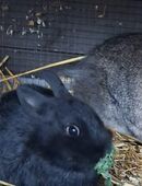 Zwei 10 Wochen alte kastrierte Rammler abzugeben in 52379