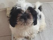 ❤️ Shih Tzu Mix Duke sucht Körbchen ❤️ - Overath
