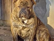 Old Englisch Bulldogge Rüde - Waldheim