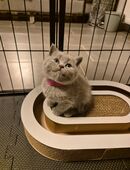 Sieben zuckersüße Kitten suchen ein liebevolles Zuhause in 54451