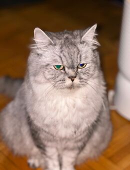 Persische Katze 2 Jahre Alt - Ludwigshafen (Rhein)