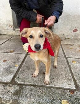 Aika - aktiv, verspielt und neugierig - Heppenheim (Bergstraße)