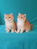 Bezaubernde BKH Kitten in 66773