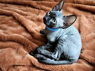 Canadian Sphynx Kitten mit Tasthaaren - Ludwigshafen (Rhein)