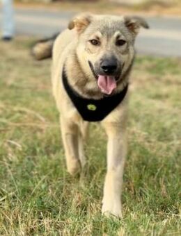 ❤️Lieber junger Benny sucht ein Zuhause! - Eislingen (Fils)